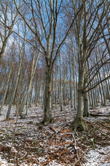 beautiful snowy landscape