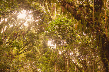 en el bosque