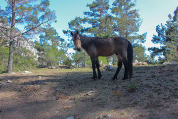 the Bay horse grazes away from the village in the forest