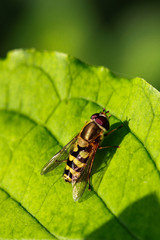 Fototapeta premium Flys and Hoverflys