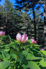 Peonies in the Turkish coniferous forest on Lycian way