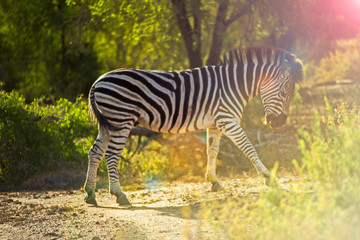 Fototapeta na wymiar Zebra walking in South Africa