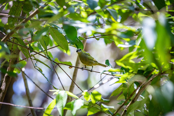 Sayaca Tanager (Tangara Sayaca) bird standing on a tree in Brazil's countryside