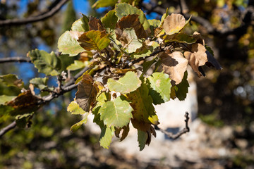 Quercus macrolepis, the Valonia oak