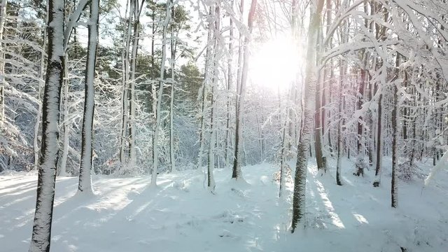 snow snowdrift forest winter hoarfrost white fabulously trees path path sunny clear