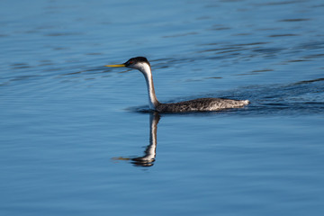 Black and white Western Grebe bird swims along pond surface as reflection skims the water ripples.
