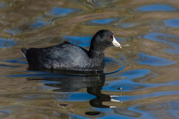 Black American Coot bird swims along pond surface as reflection skims the water ripples.