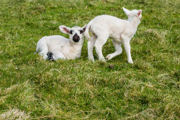 Obraz premium Niedliche Lämmer Lämmchen