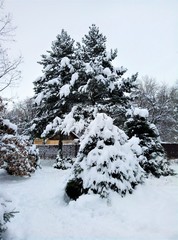 winter trees