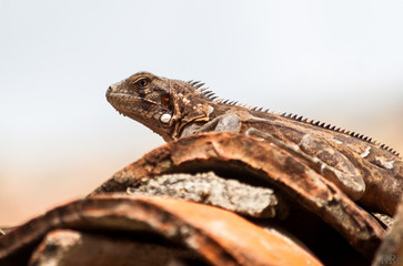 iguana brown reptile