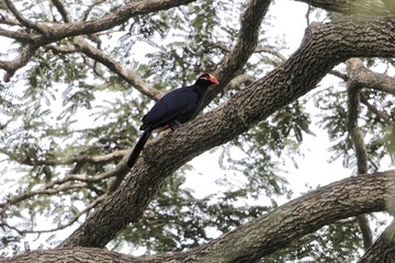 Violet turaco (Musophaga violacea)