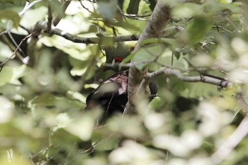 Guinea Turaco (Tauraco persa) hidden in a tree