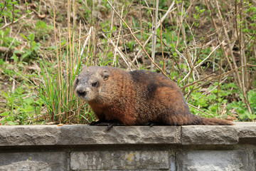 Gopher sitting on stone fence