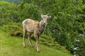 Spring Mountain Sheep - A young female Rocky Mountain Bighorn Sheep walking and grazing on a green meadow at edge of a mountain forest  on a cloudy Spring morning, Banff National Park, Alberta, Canada