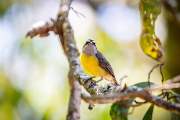 Bananaquits (Coereba Flaveola) bird standing on a tree in Brazil's countryside