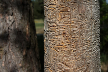 Old tree trunk without bark. Worm shaped paths on old trunk. Worm traces by wood worms. Abstract...