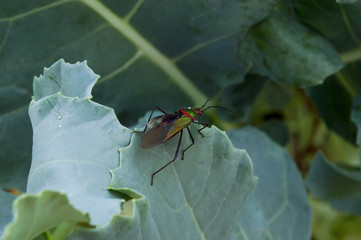 insect