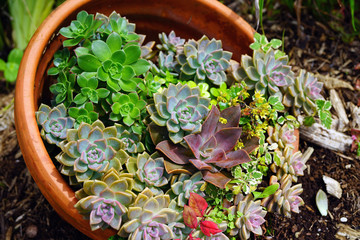 Floral arrangement of green rosettes of succulent plants in a garden pot - Powered by Adobe