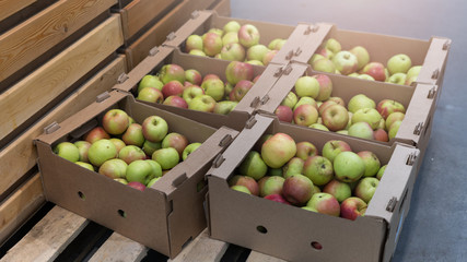 Four wooden boxes with fresh apples of green red yellow color on the bench