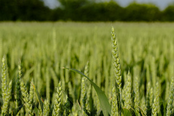 Green wheat close up with warm spring summer. Wheat field detail. Agricultural field. Wheat background.