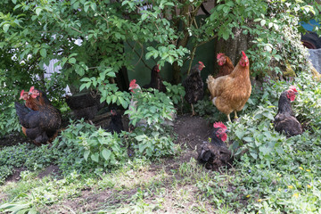 garden_chicken