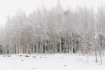 Beautiful winter snowy landscape with birches