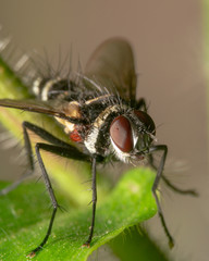 Yellow shouldered Stout Hover Fly, scientific name Simosyrphus grandicornis. Mimicking a bee