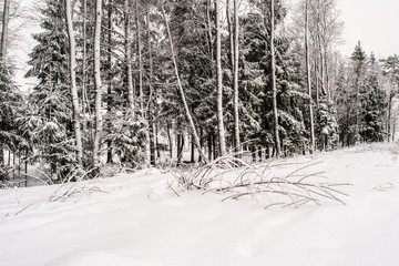 White winter landscape. Beautiful wild garden, with lots of snow-covered trees and shrubs. Cloudy and overcast day