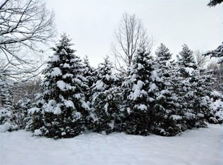 winter russian trees