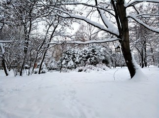 winter russian trees