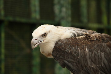 Eagle