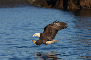 American Bald Eagle in Homer Alaska, USA