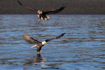 American Bald Eagle in Homer Alaska, USA