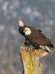 American Bald Eagle in Homer Alaska, USA