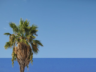 palm tree over blue sky and sea