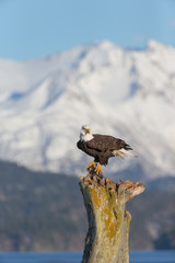 American Bald Eagle in Homer Alaska, USA