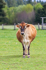 Fototapeta premium Healthy young Brown Swiss bull in a pasture