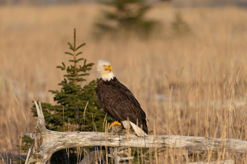 American Bald Eagle in Homer Alaska, USA