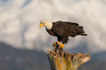 American Bald Eagle in Homer Alaska, USA