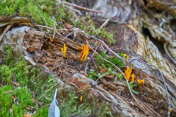 Yellow coral mushroom on a root