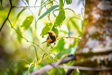 Burnished-buff tanager (Tangara Cayana) AKA Saira Amarela bird standing on a tree in Brazil's countryside.