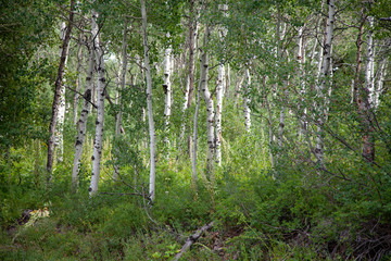Aspen Grove