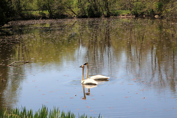 Two swans on the pond's surface