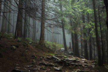 Mountain forest with stones. Mountain road in the forest. Carpathian forest in the mountains. Journey through the Carpathian forests. Beautiful mountain landscape. 