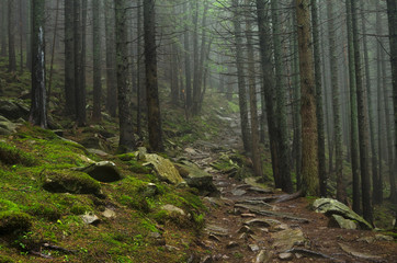 Mountain forest with stones. Mountain road in the forest. Carpathian forest in the mountains. Journey through the Carpathian forests. Beautiful mountain landscape. 