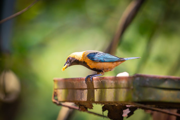 Burnished-buff Tanager (Tangara Cayana) AKA Saira Amarela bird eating banana in Brazil's countryside