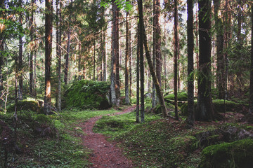 path in the forest
