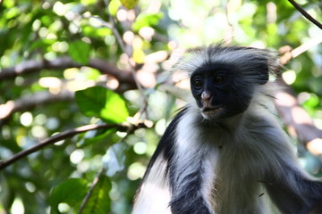 Zanzibar monkey