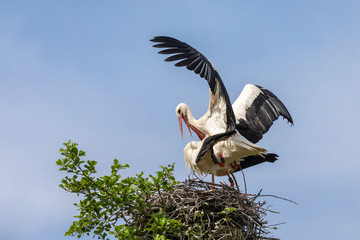 Weißstörche bei der Paarung 24