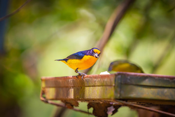 Purple-throated Euphonia (Euphonia chlorotica) AKA Fim Fim bird eating banana in Brazil's countryside